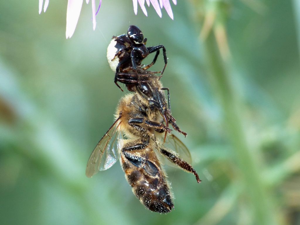 Synema globosum  -  Grosseto